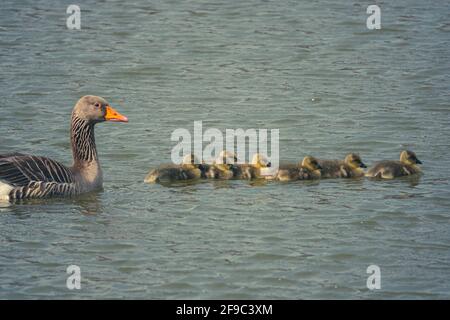 una famiglia d'oca greylag con i loro pulcini appena sfornati che nuotano sul lago Foto Stock