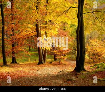 Regno Unito, Inghilterra, Cumbria, Grasmere Forest Walk, autunno Foto Stock