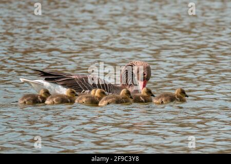 una famiglia d'oca greylag con i loro pulcini appena sfornati che nuotano sul lago Foto Stock