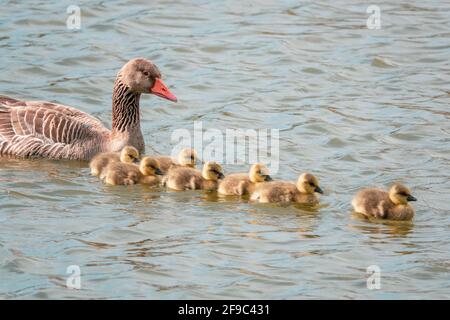una famiglia d'oca greylag con i loro pulcini appena sfornati che nuotano sul lago Foto Stock