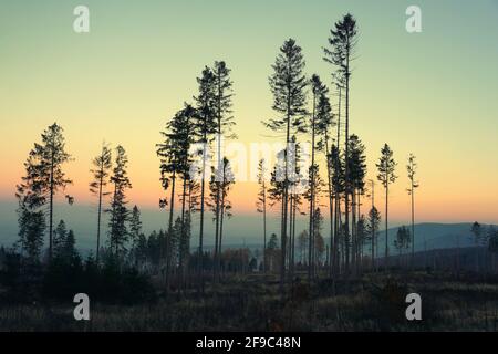 Tramonto nella foresta. La silhouette di alberi di abete rosso morenti contro un cielo crepuscolo colorato. Clima in crisi, concetto di cambiamento climatico. Foto Stock