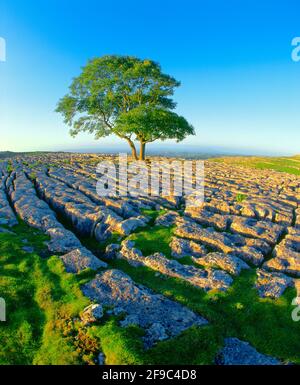 Regno Unito, Inghilterra, North Yorkshire, Dales, Malham Cove, scarpata di calcare, Foto Stock