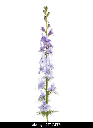 Fiore lilla chiaro di Delphinium isolato su sfondo bianco. Foto Stock