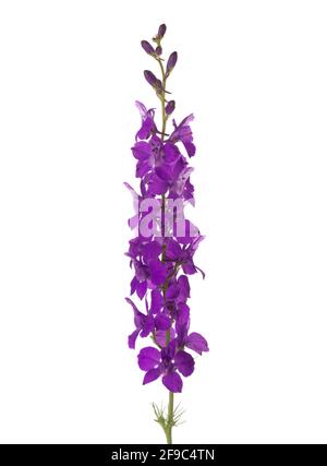 Fiore viola di Delphinium isolato su sfondo bianco. Foto Stock
