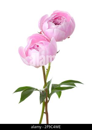 Due luce rosa peonie isolati su sfondo bianco. Foto Stock