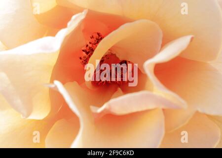 Peach Rose in Bloom in Springtime nel nord della California Foto Stock