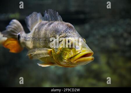 La farfalla pavone basso (Cichla ocellaris) nuota in acquario. Foto Stock