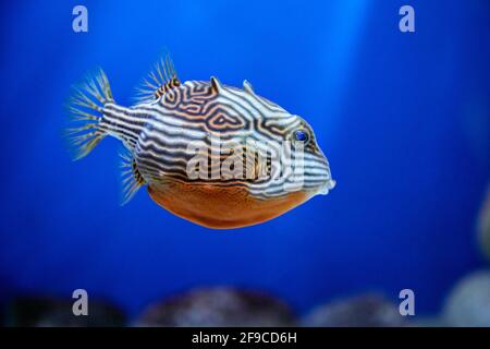 Aracana aurita (pesce di vacchetta a righe, pesce di vacchetta di Shaw, pesce di boxe a righe, pesce di boxe dipinto o pesce di boxe di Shaw) nuota in acquario. Foto Stock