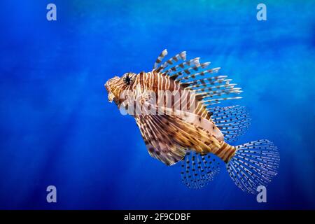 Il diavolo (miglia Pterois) nuota in acquario. Foto Stock