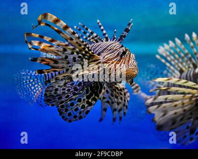 Il diavolo (miglia Pterois) nuota in acquario. Foto Stock