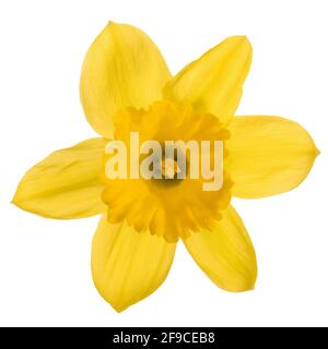 Studio di una testa di fiore di daffodil isolato su a. sfondo bianco in primo piano Foto Stock