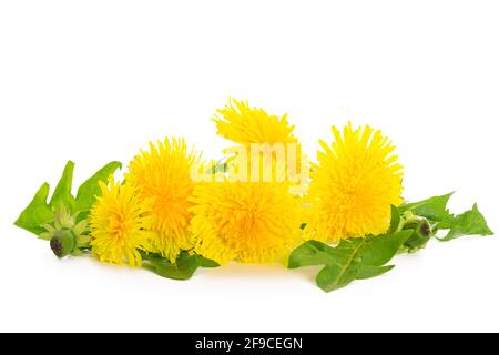 Mazzo di andelioni gialli freschi con foglie verdi isolate uno sfondo bianco in primo piano Foto Stock