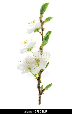 Bel ramo di ciliegio in fiore isolato su uno sfondo bianco in primo piano Foto Stock