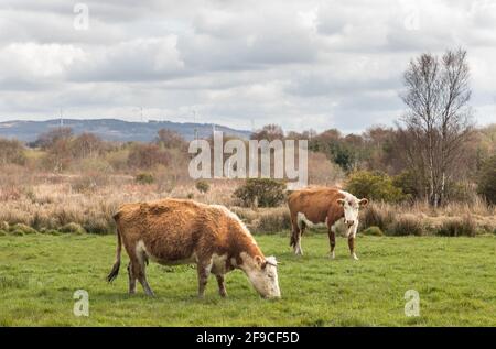 Farnane, Bantry, Cork, Irlanda. 17 aprile 2021. Un paio di Charolais croce bovini che vagano liberamente sulla terra di Jim Cotter, Farnane fuori Bantry, Co. Cork, Irlanda.- credito; David Creedon / Alamy Live News Foto Stock