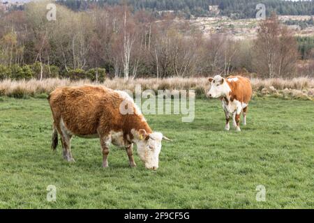 Farnane, Bantry, Cork, Irlanda. 17 aprile 2021. Un paio di Charolais croce bovini che vagano liberamente sulla terra di Jim Cotter, Farnane fuori Bantry, Co. Cork, Irlanda.- credito; David Creedon / Alamy Live News Foto Stock