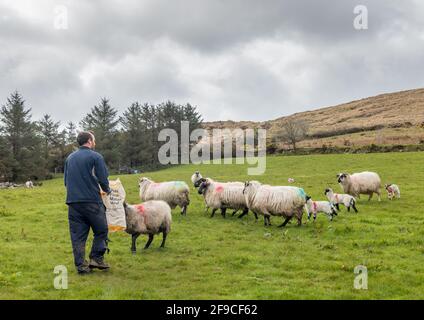 Mealagh Valley, Bantry, Cork, Irlanda. 17 aprile 2021. L'agricoltore William o' Sullivan chiamava alcune delle sue duecento pecore per nutrire alcune noci nella valle di Mealagh, Bantry, Co. Cork, Irlanda. - credito; David Creedon / Alamy Live News Foto Stock