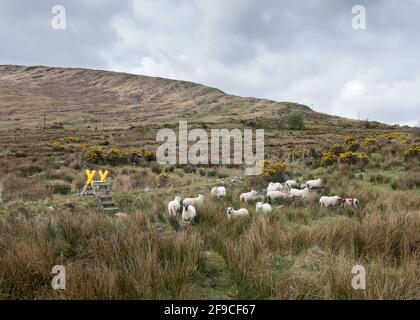 Mealagh Valley, Bantry, Cork, Irlanda. 17 aprile 2021. Le pecore girovagano sulla montagna vicino ad un sentiero collinare nella Valle di Mealagh, Bantry, Co. Cork, Irlanda. - credito; David Creedon / Alamy Live News Foto Stock