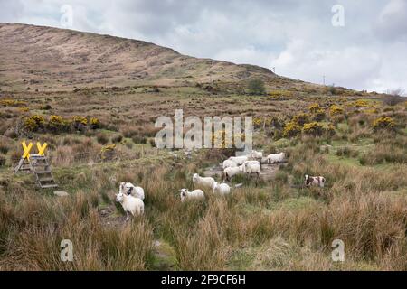 Mealagh Valley, Bantry, Cork, Irlanda. 17 aprile 2021. Le pecore girovagano sulla montagna vicino ad un sentiero collinare nella Valle di Mealagh, Bantry, Co. Cork, Irlanda. - credito; David Creedon / Alamy Live News Foto Stock