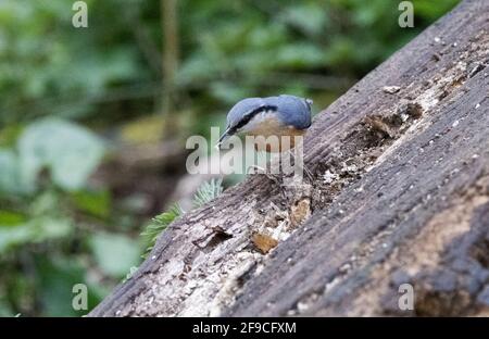 Nuthatch Feeding UK; un Nuthatch eurasiatico, Sitta europaea, che si nutre di un albero morto, Lackford Lakes, Suffolk UK Foto Stock