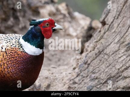 Pheasant UK primo piano; capo di un fagiano maschile adulto ( Phasianus colchicus ) che guarda a destra; con spazio di copia; Lackford Lakes, Suffolk UK Foto Stock