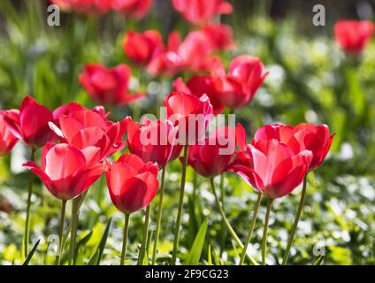 Tulipani rossi UK; tulipani rossi retroilluminati fioriti in un giardino britannico in primavera, Suffolk Inghilterra UK Foto Stock