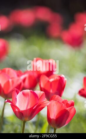 Tulipani rossi UK; tulipani rossi retroilluminati fioriti in un giardino britannico in primavera, Suffolk Inghilterra UK Foto Stock