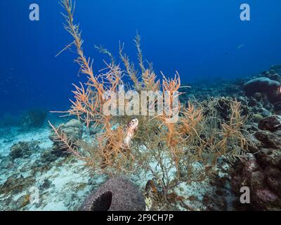 Tartaruga di Mar Verde nella barriera corallina del Mar dei Caraibi, Curacao Foto Stock