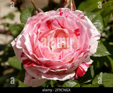 Rosa Scentimental in Bloom in Springtime nel nord della California Foto Stock