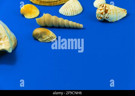 Composizione di Seashell su sfondo blu con foto copy space Foto Stock