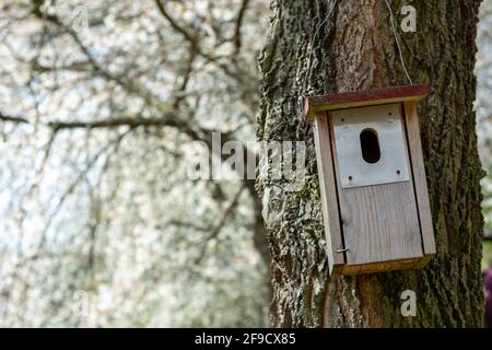 Little wooden birdhouse hanging from a tree with cherry bloom in the background at spring in bright daylight bird protection and bird nest in the regi Foto Stock