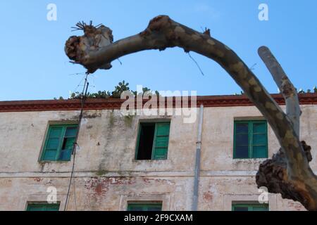 Rami selvaggi di un albero piano afferrare la façade di un grande edificio vecchio con finestre verdi Foto Stock