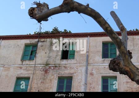 Rami selvaggi di un albero piano afferrare la façade di un grande edificio vecchio con finestre verdi Foto Stock