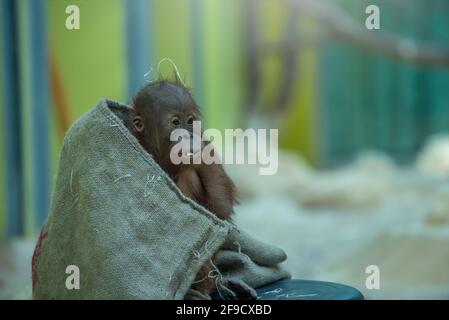 Ritratto di cute orang utan bambino Foto Stock