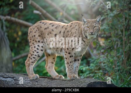 Ritratto della lince eurasiatica in piedi nella foresta Foto Stock