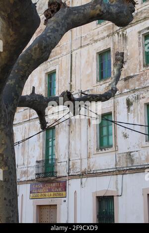 Rami selvaggi di un albero piano afferrare la façade di un grande edificio vecchio con finestre verdi Foto Stock