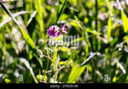 Fiore rosa di geranio di colon di geranio -mollo di geranio -pianta di primavera piccola Foto Stock