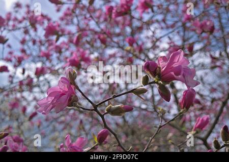 Bella magnolia rosa fiori (Magnolia sprengeri?) Fiorente al sole primaverile di Ottawa, Ontario, Canada. Foto Stock