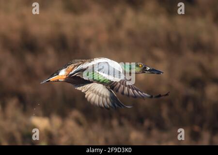 Anatra di Shoveler settentrionale (spatola clypeata) in habitat naturale Foto Stock