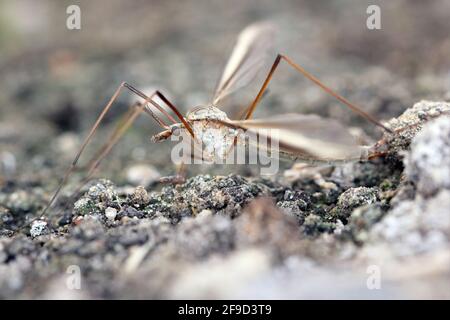 La mosca della gru di palude (Tipula oleracea) è membro della famiglia degli insetti Tipulidae. Larve di questi insetti sono peste significativa di molti raccolti in suolo. Foto Stock