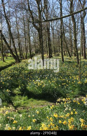 Vista attraverso una piccola area boschiva, conosciuta localmente come legno di Wilf, con un tappeto di narcisi gialle in una soleggiata giornata di primavera a Billing, Lancashire. Foto Stock