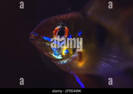 Tetra pesce ritratto su uno sfondo nero in casa auquarium, occhio primo piano foto Foto Stock