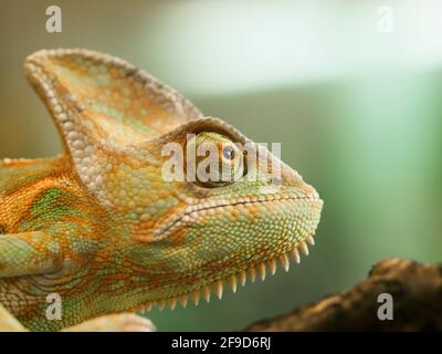 Capo del giovane camaleonte dello Yemen - Chameleo calyptratus Foto Stock