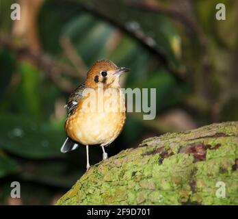 Leiotrix Pekin Nightingale con fatturazione rossa Foto Stock