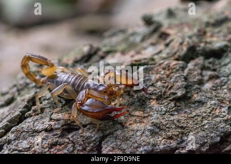 Lo scorpione maltese, Euscorpius sicanus , caccia di preda su una corteccia di alberi. Solo scorpione a Malta. Foto Stock