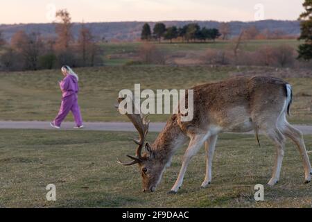 Donna camminare il parco accanto al daino cervi al tramonto pascolo, Knole Park, Kent Foto Stock