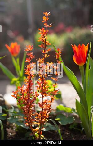 Berberis thunbergii 'Orange Ice' & Tulipa 'Ballerina' in un giardino in primavera. Foto Stock