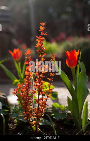 Berberis thunbergii 'Orange Ice' & Tulipa 'Ballerina' in un giardino in primavera. Foto Stock