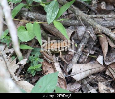 Una rana verde comune o una rana verde di risone su un mucchio di foglie secche su livello di terra della foresta Foto Stock
