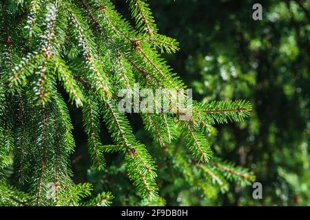 Rami di abete rosso nella foresta estiva al sole, closeup Foto Stock