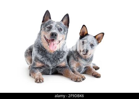 Due cani da allevamento azzurri felici o australiani, adulti e cuccioli, isolati su sfondo bianco. Foto Stock